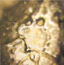 (c) Masaru Emoto - Hado.net